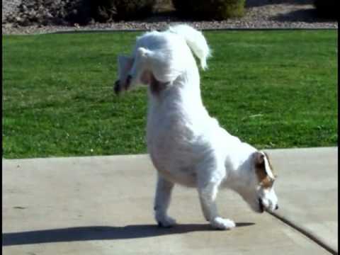 COOL Video! World’s Smartest Dog Jesse performs Amazing Dog Tricks