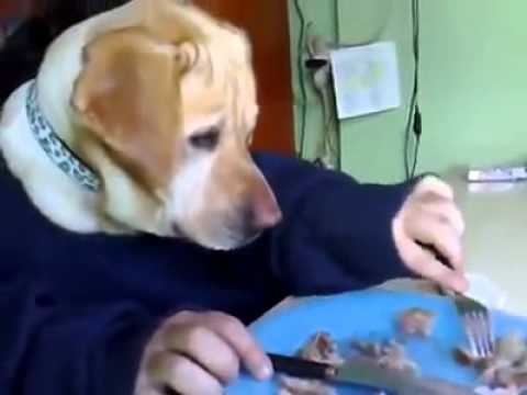 Amazing Video!!! Dog eats like a human. Must watch!