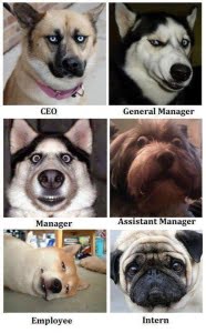 It is so funny! The hierarchy in a company