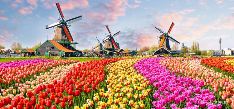 keukenhof & Amsterdam (Netherland) 