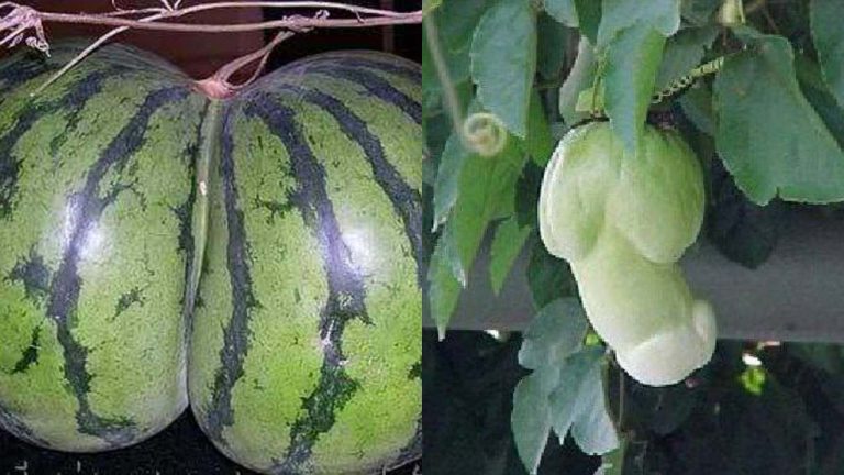 watermelon funniest shape