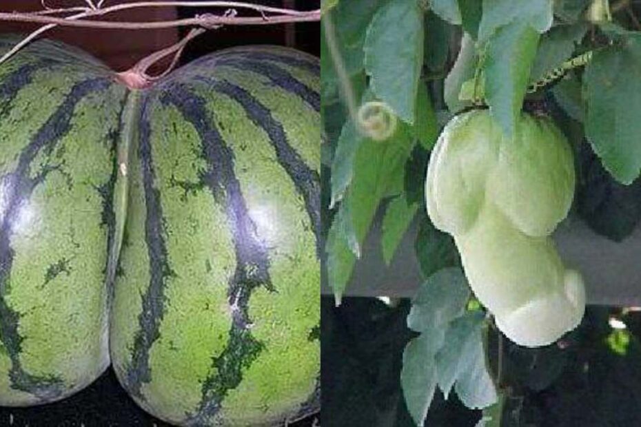 watermelon funniest shape