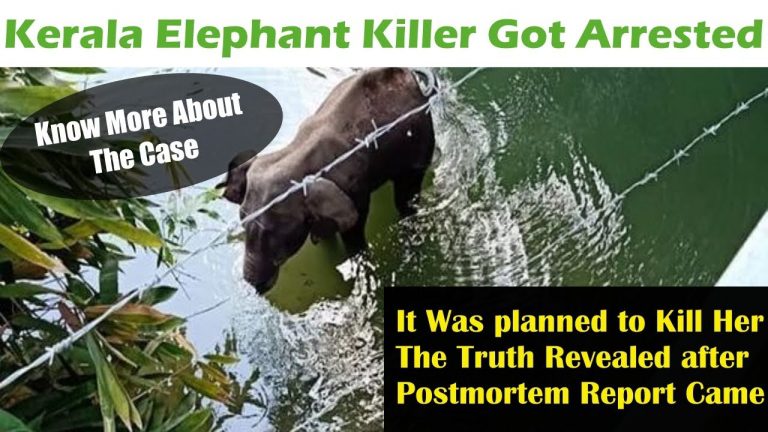 Kerala Elephant Killer Got Arrested – Complete Story Behind This Case 2020