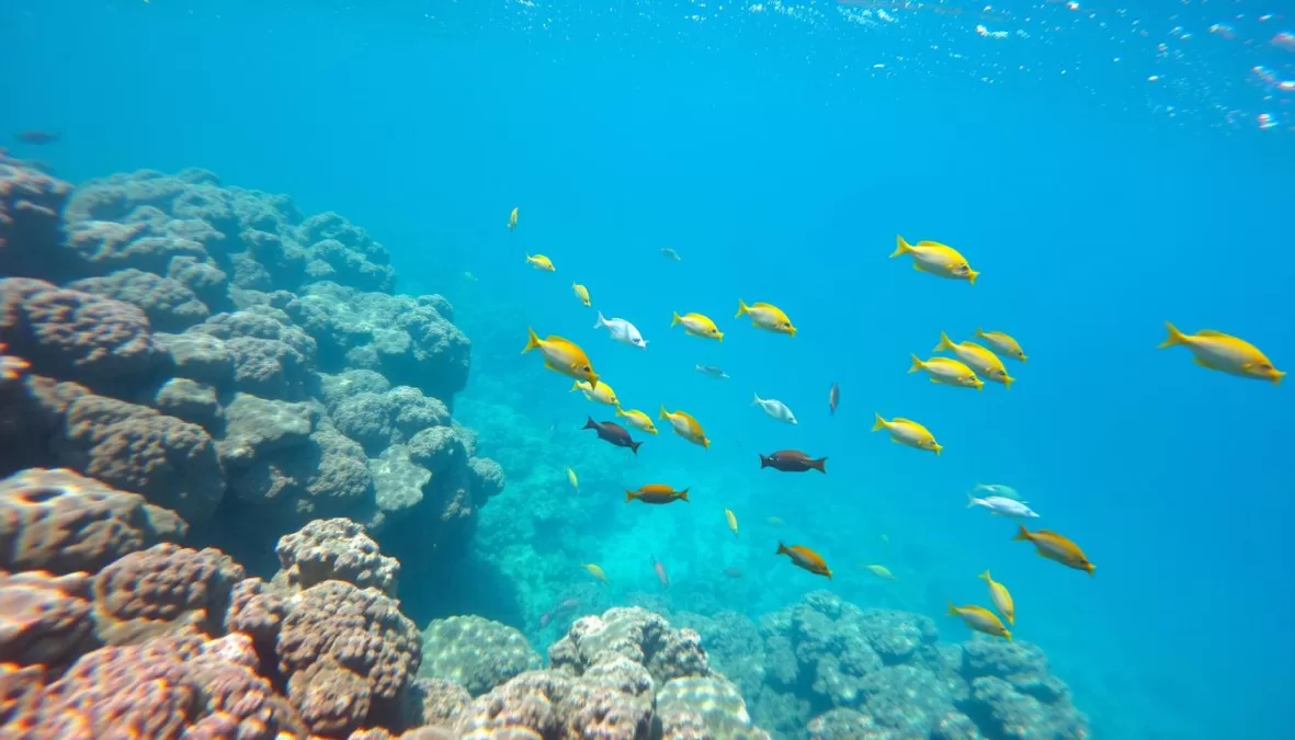 Underwater coral reef ecosystem in Biscayne National Park showing diverse marine life and fish species