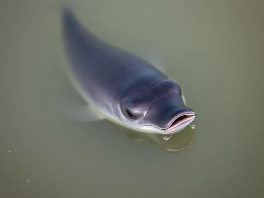 Vaquita porpoise in Gulf of California, critically endangered in 2025