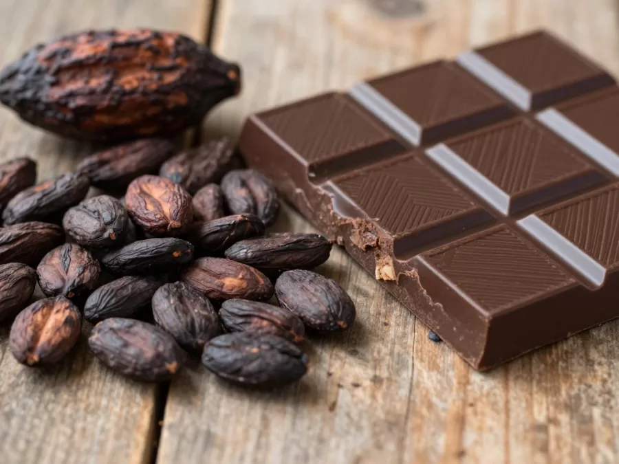 cacao beans and premium dark chocolate comparison