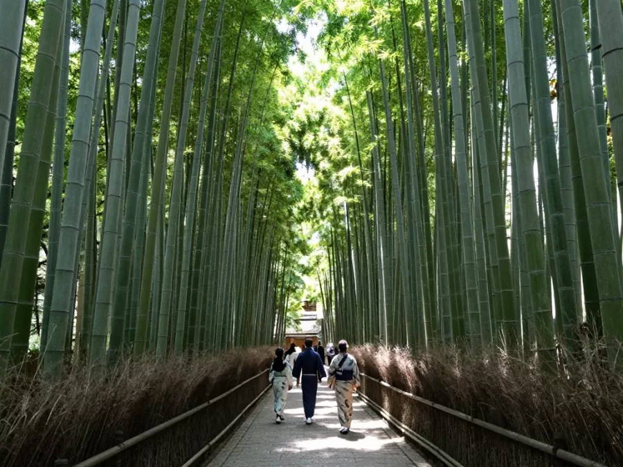 Arashiyama bamboo grove in Kyoto with tall bamboo stalks creating natural pathways