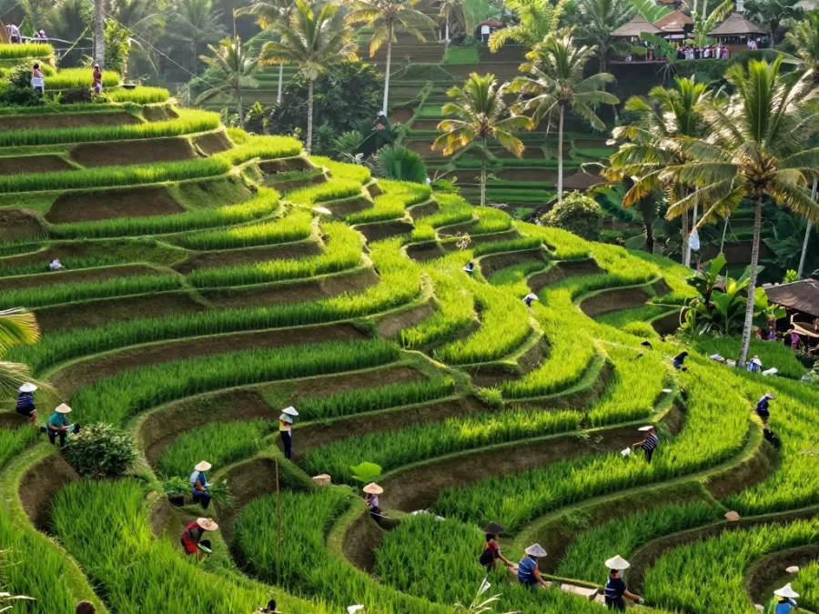 Terraced rice paddies in Tegallalang Bali with palm trees and traditional irrigation