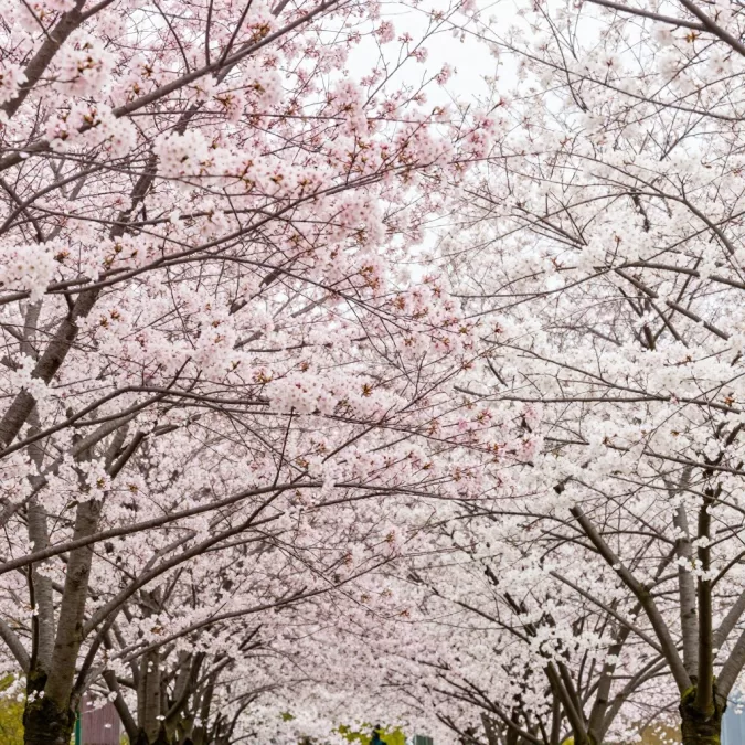 spring flowers cherry blossoms seasonal perfume inspiration
