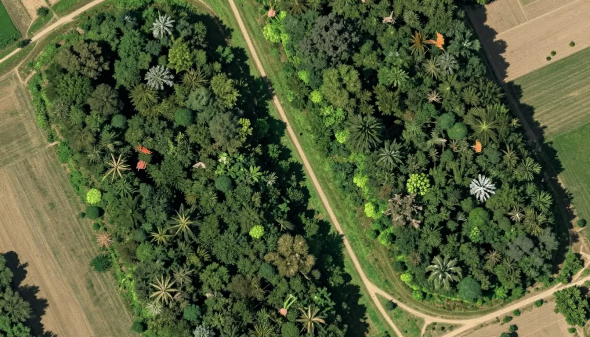 Forest corridor connecting habitat patches for wildlife migration