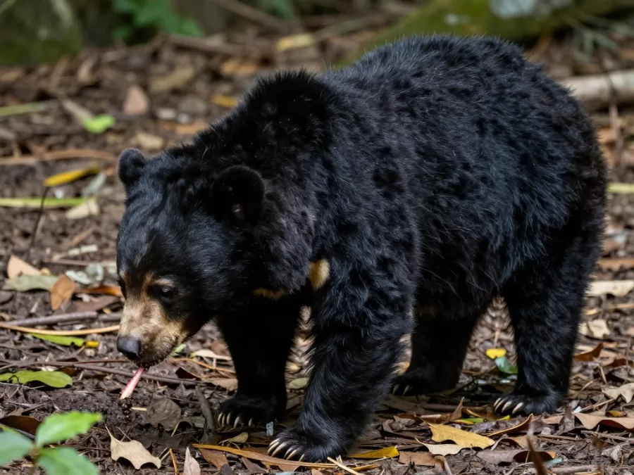 Sloth bear with distinctive shaggy black coat foraging in forest