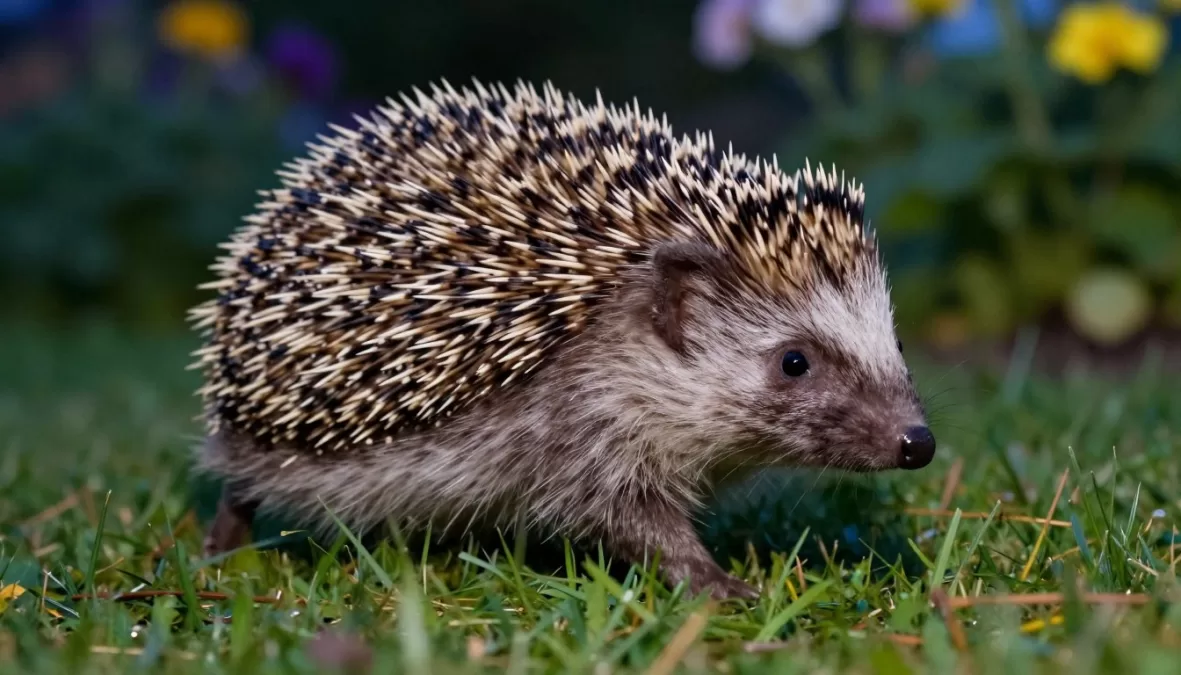 hedgehog with quills and small face walking through garden grass