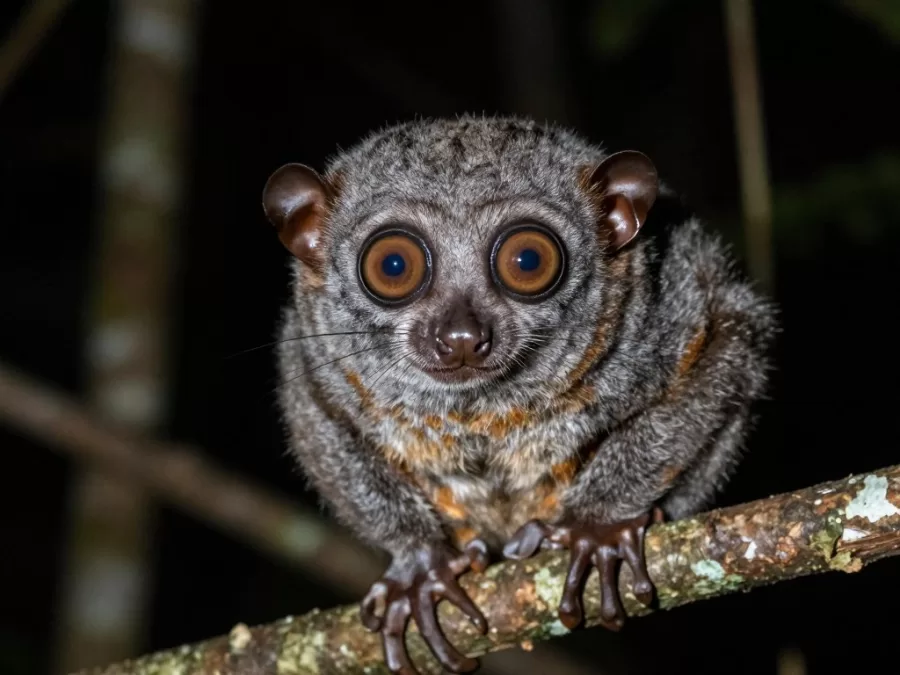 slow loris with large round eyes clinging to branch at night