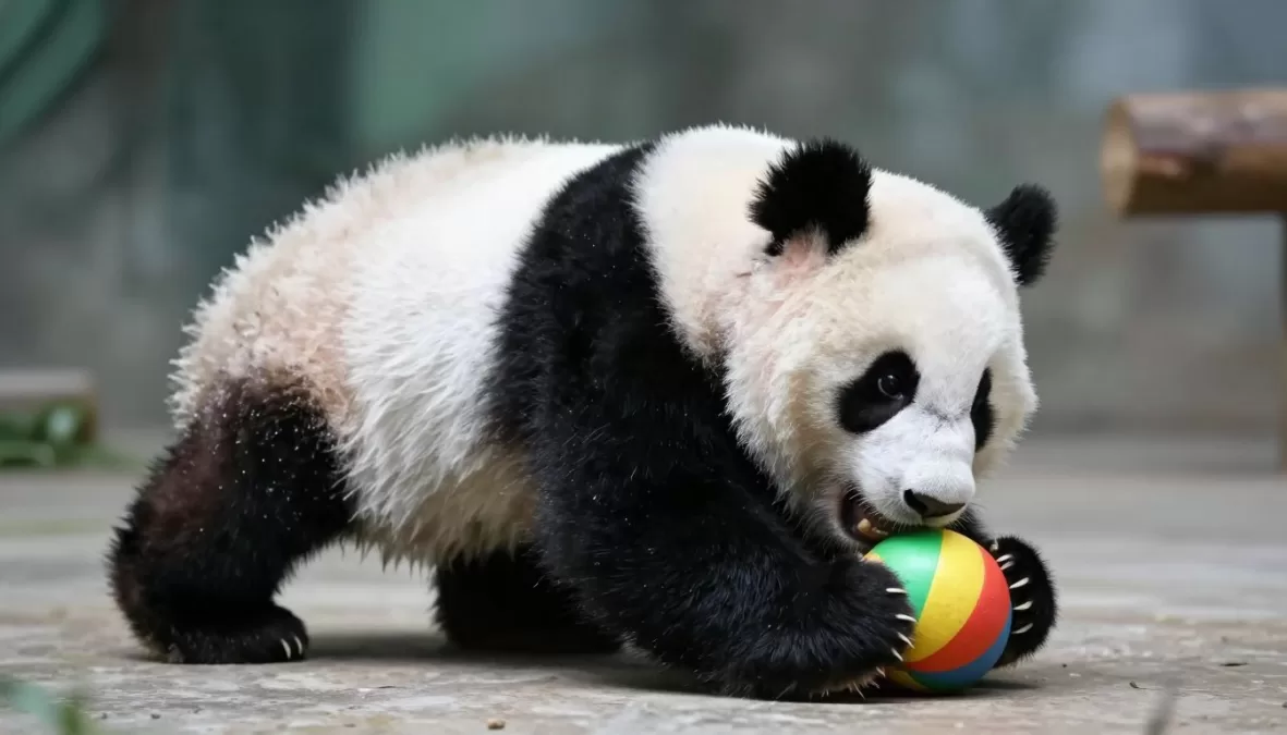 Baby giant panda playing with enrichment toys in a conservation center