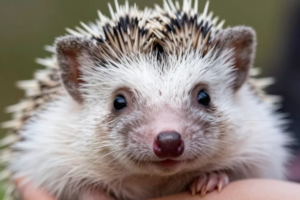 Baby hedgehog showing soft white quills