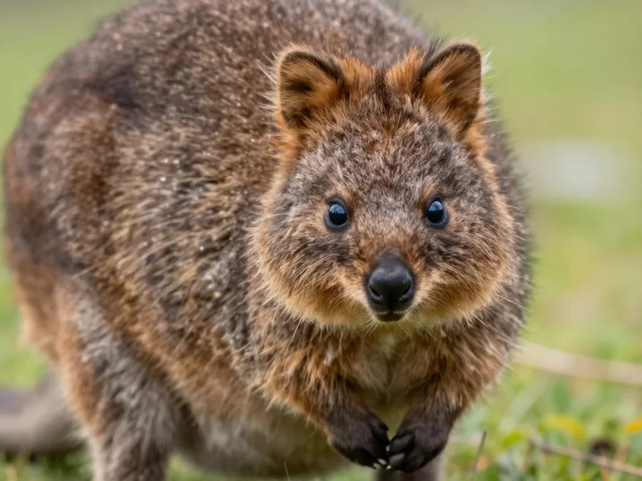 Baby quokka joey peeking out from mother's pouch