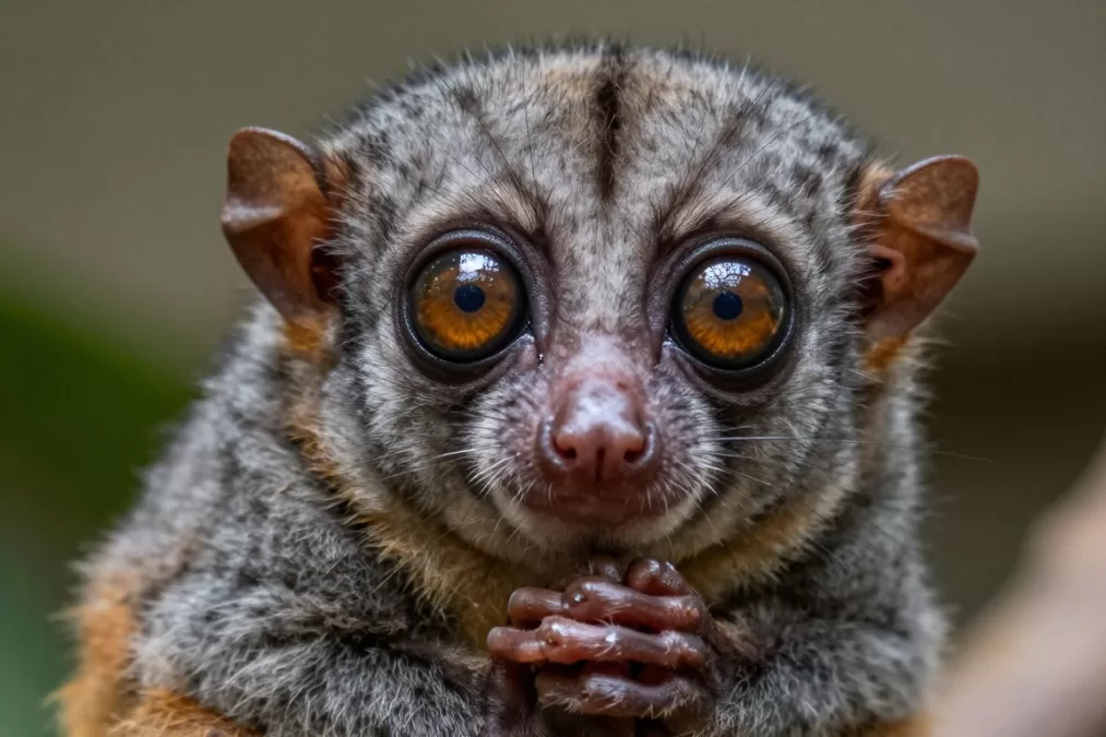 Baby slow loris being held gently showing large eyes