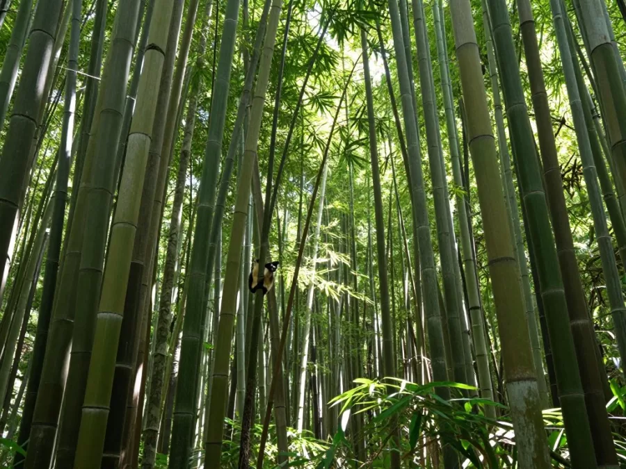 Bamboo forest habitat essential for greater bamboo lemur survival in Madagascar