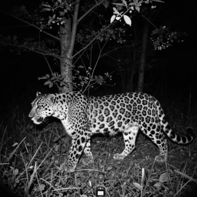 Camera trap image of Amur leopard used for population monitoring and conservation