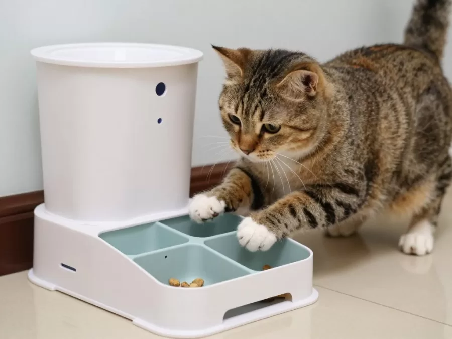 Cat demonstrating problem-solving with puzzle feeder