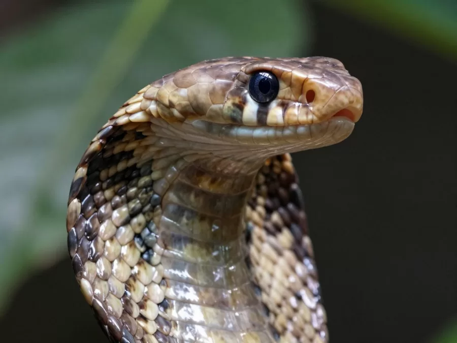 Close-up of king cobra head showing intelligent eyes and scales