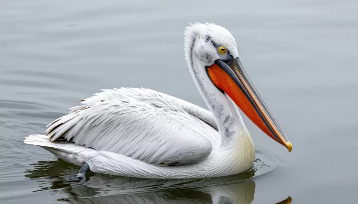 Dalmatian pelican on water with distinctive bill pouch showing features of world's largest pelican species