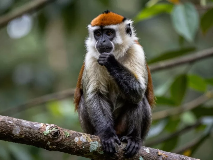 De Brazza's Monkey with distinctive white beard and orange crescent marking