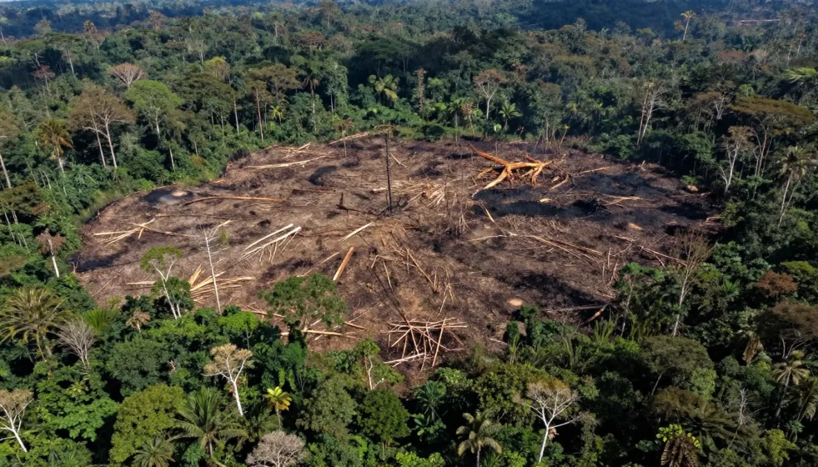 Deforestation and habitat loss threatening endangered species worldwide