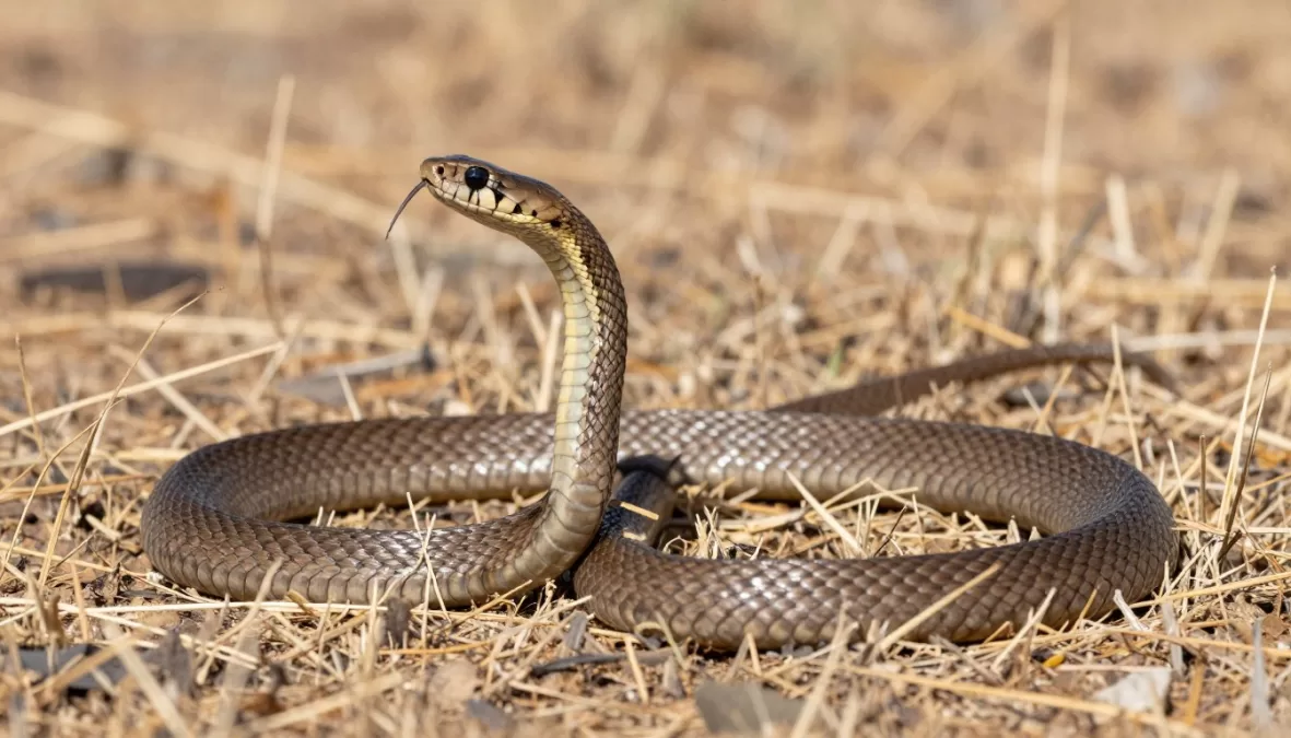 Eastern brown snake in Australian grassland showing aggressive posture