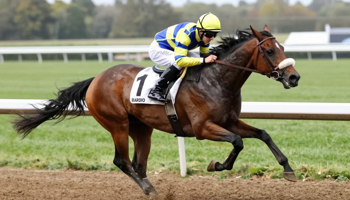 Elite English Thoroughbred racehorse in racing silks at prestigious track