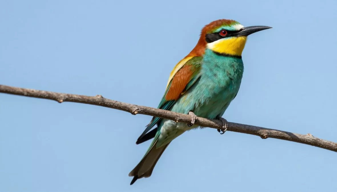 European bee-eater showing rainbow plumage perched on branch
