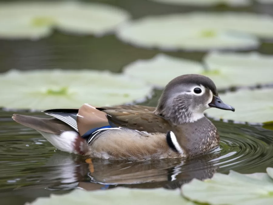 Female mandarin duck showing subtle beauty of gray and brown plumage