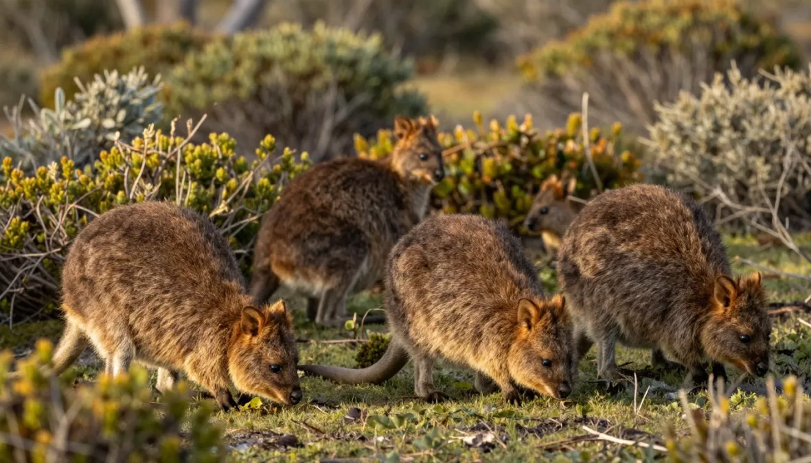 Group of quokkas foraging together in their natural habitat