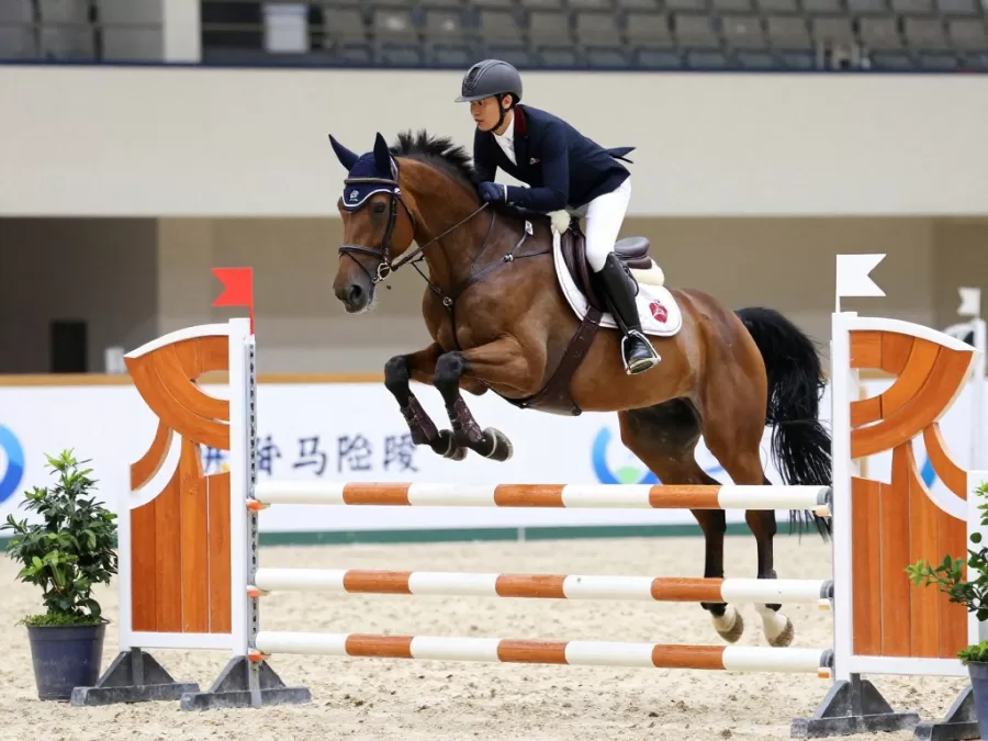 Horse demonstrating learning ability with trainer