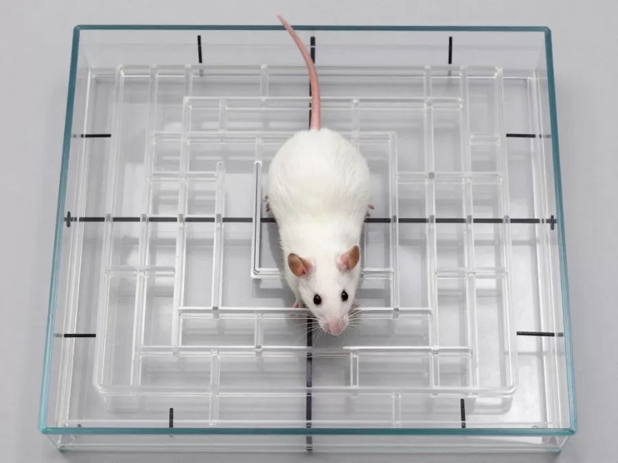 Laboratory rat navigating complex maze showing problem-solving skills
