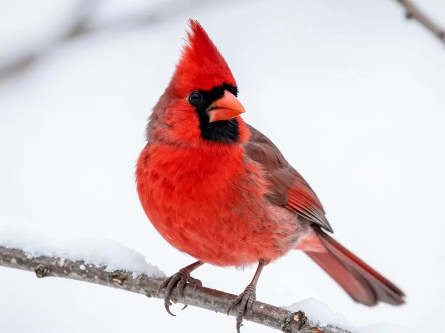 Male northern cardinal perched in winter snow showing brilliant red plumage