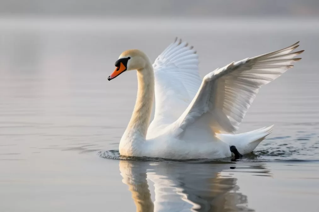 Mute swan displaying elegant posture on water as one of heaviest flying birds
