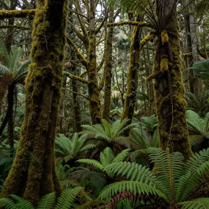 New Zealand rainforest in Fiordland with moss