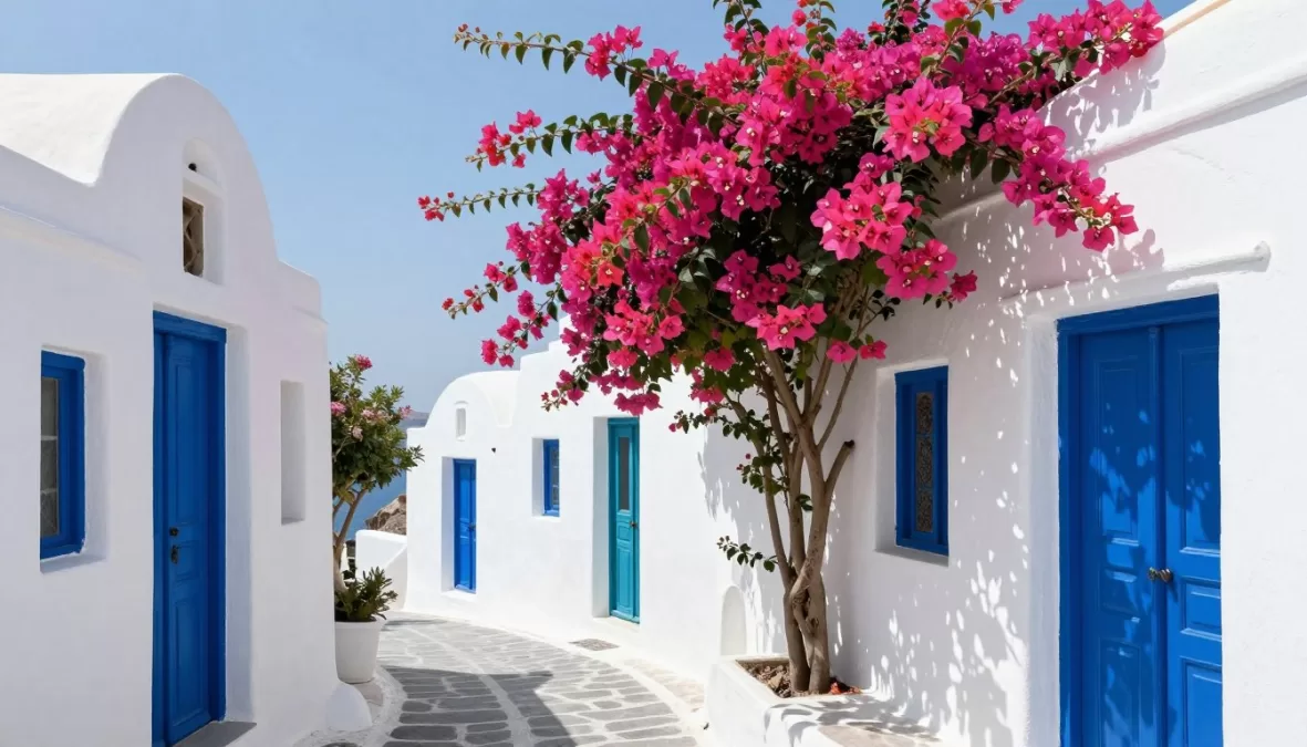 Santorini village streets with bougainvillea flowers