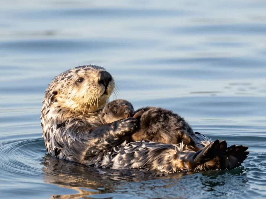 Sea otter mother holding her baby pup on her belly