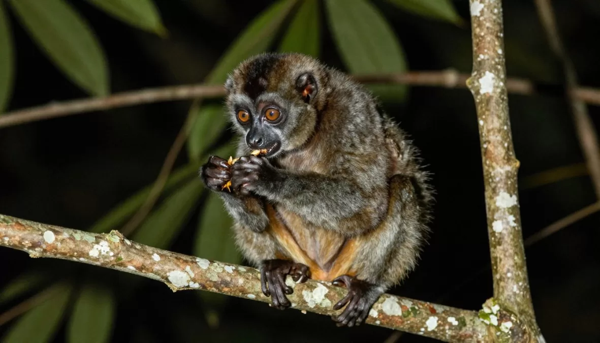 Slow loris eating insects in natural forest habitat