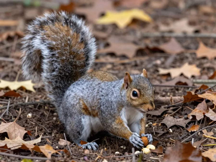 Squirrel demonstrating complex food caching behavior