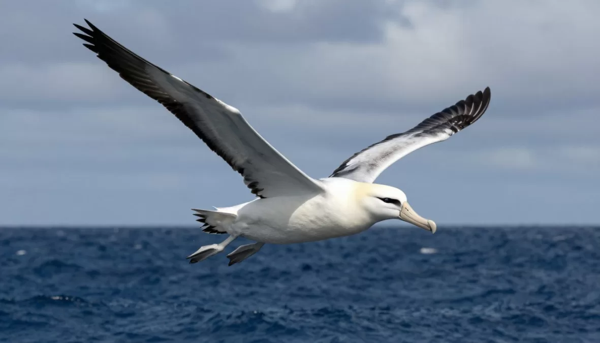 Wandering albatross soaring over ocean with massive wingspan demonstrating why they rank among largest birds