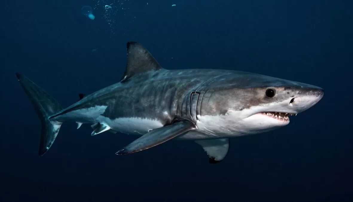 Ancient Greenland shark swimming in deep ocean waters representing longest-living animals