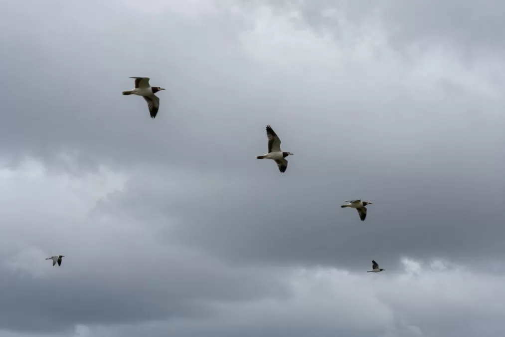 Birds flying in different weather conditions
