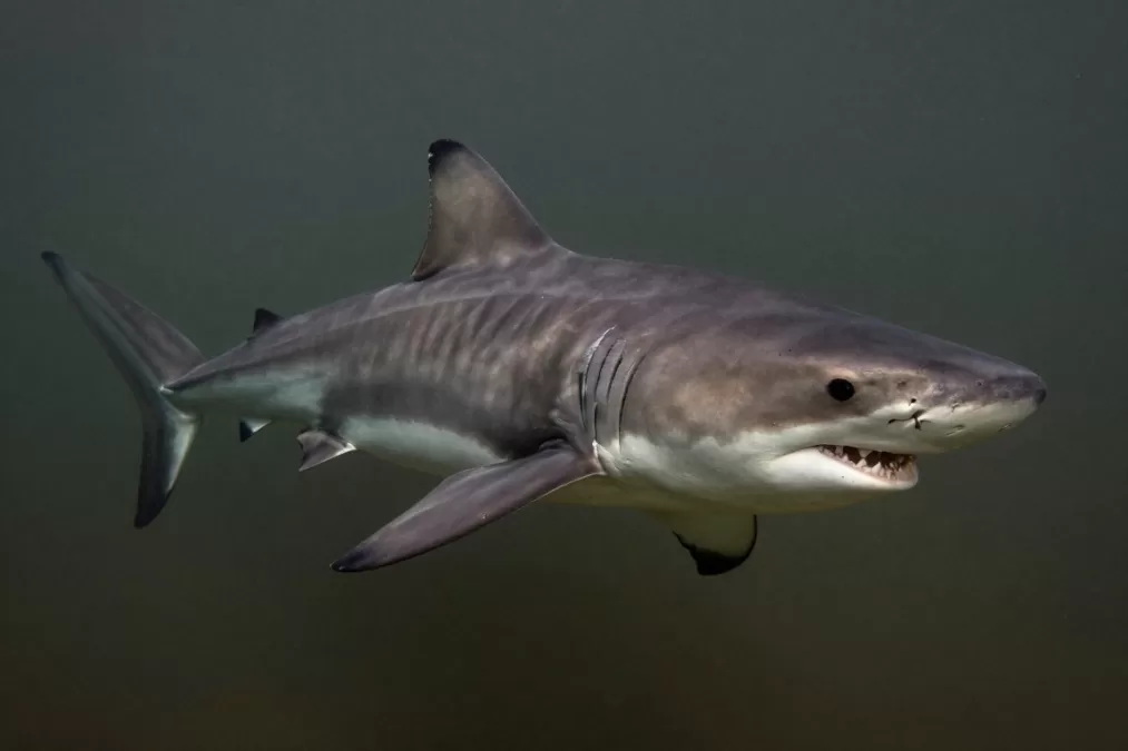 Bull shark swimming in murky coastal waters displaying stocky build and blunt snout