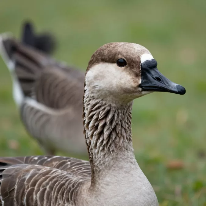 Close-up of spur-winged goose head showing distinctive features
