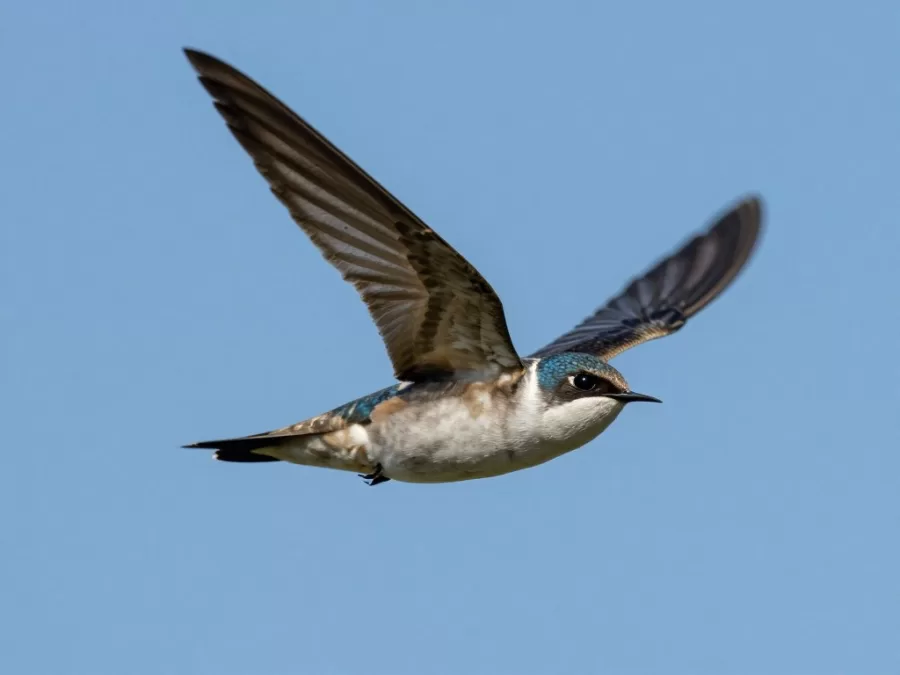 Common swift in flight showing distinctive shape