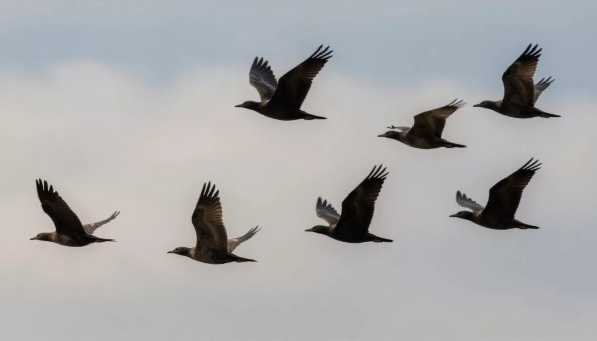 Dramatic shot of multiple bird species in flight