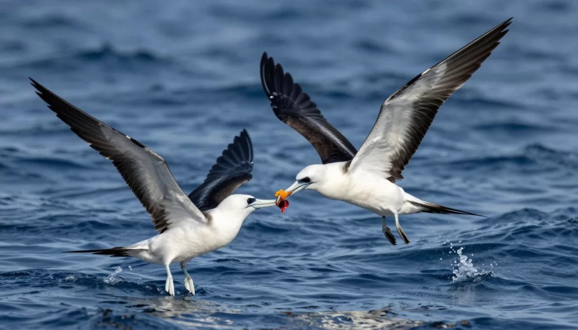 Frigatebird harassing another seabird for food